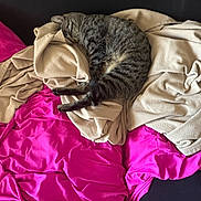 Sizah joined the competition — help win amazing prizes! cat, tabby, sleeping, blanket, beige, pink, fabric, cozy, resting, fur, pet, indoor, comfort, cute, animal, relaxation, soft, bed, fur_pattern, domestic_cat