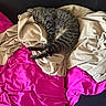 cat, tabby, sleeping, blanket, beige, pink, fabric, cozy, resting, fur, pet, indoor, comfort, cute, animal, relaxation, soft, bed, fur_pattern, domestic_cat