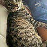Sizah is registered to the contest to win money with this photo: cat, tabby, animal, pet, fur, striped, spots, paw, whiskers, face, eyes, ear, person, arm, clothing, blue, puma, logo, indoor, cuddle