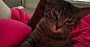 Sizah joined the competition — help win amazing prizes! tabby_cat, cat, pet, indoor, blanket, pink, relaxed, feline, animal, fur, whiskers, ears, bedroom, mirror, window, blinds, resting, curious, close_up, cozy