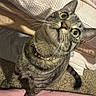 Sizah joined the competition — help win amazing prizes! cat, tabby, pet, indoor, carpet, blanket, curious, collar, whiskers, feline, closeup, domestic_animal, cute, looking_up, soft_lighting, animal, cozy, fur, face, ears