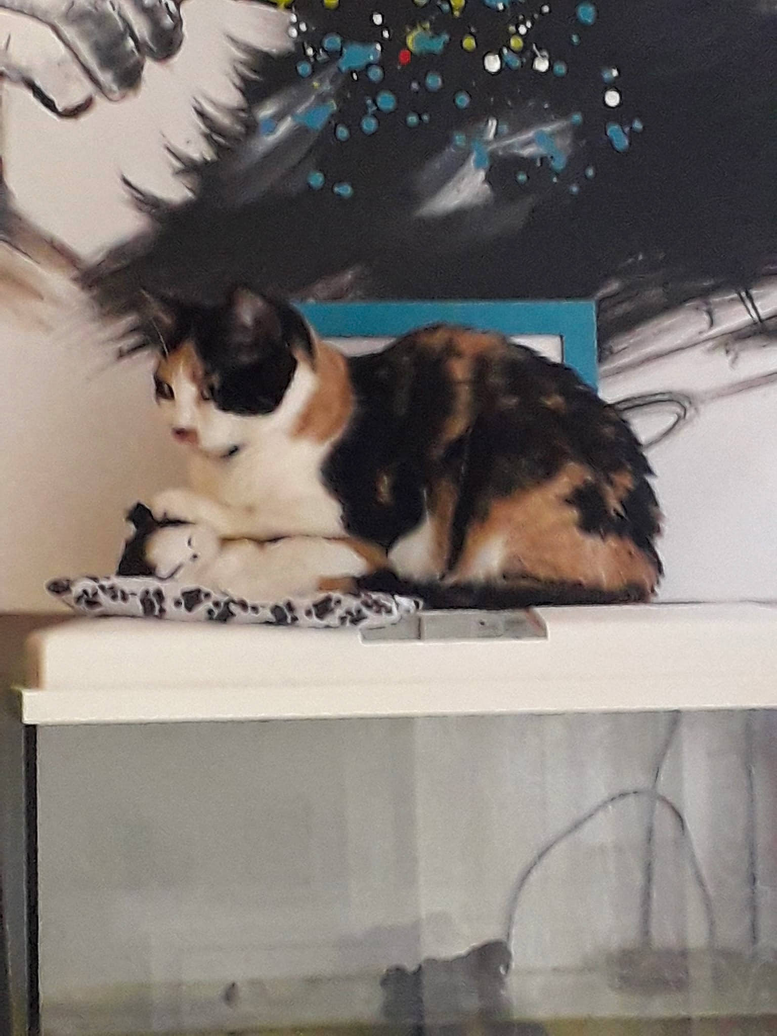 Zelda a rejoint le concours — aidez-le/la à gagner de superbes lots ! art, carnivore, cat, comfort, domestic_short_haired_cat, felidae, fur, paw, pet_supply, photo_caption, publication, rectangle, room, small_to_medium_sized_cats, tail, terrestrial_animal, tree, visual_arts, whiskers, window