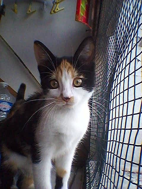 Zelda a rejoint le concours — aidez-le/la à gagner de superbes lots ! animal_shelter, cage, carnivore, cat, domestic_short_haired_cat, felidae, fur, mesh, paw, pet_supply, small_to_medium_sized_cats, snout, tail, whiskers