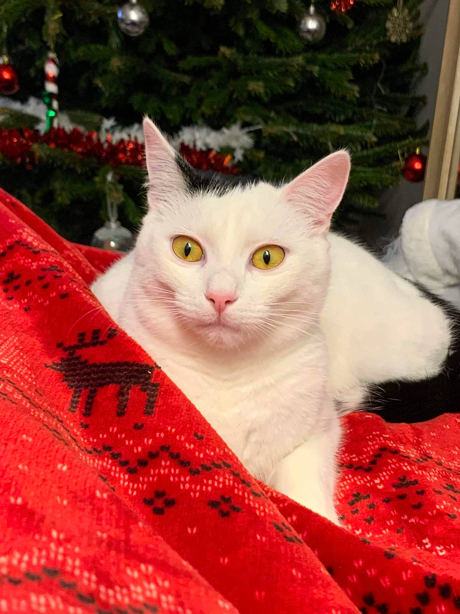 Sparow participe au concours pour gagner de l'argent avec cette photo : carnivore, cat, christmas_decoration, christmas_ornament, christmas_tree, domestic_short_haired_cat, event, fawn, felidae, fur, grass, holiday, magenta, plant, small_to_medium_sized_cats, snout, tail, textile, tree, whiskers