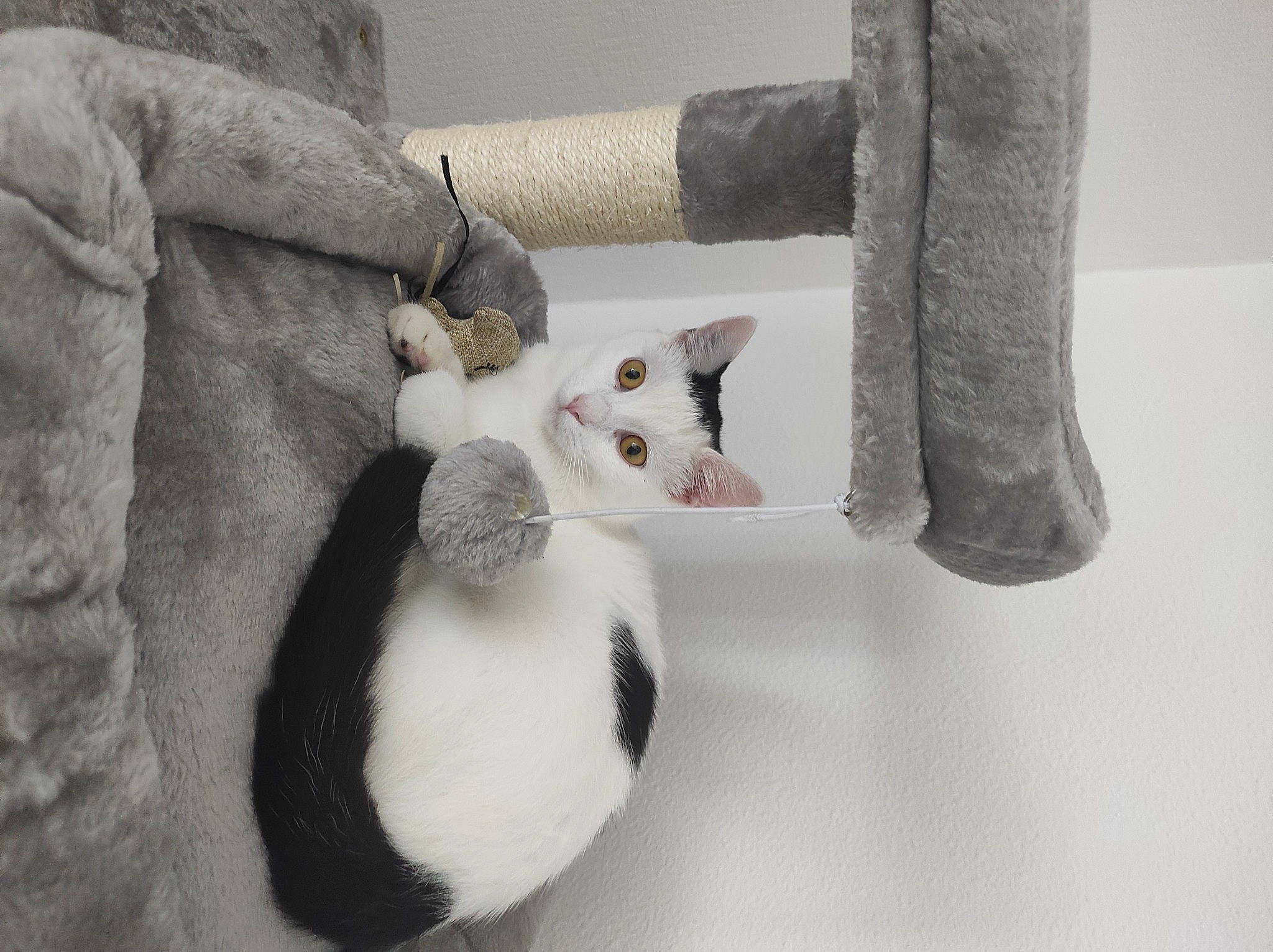 Sparow participe au concours pour gagner de l'argent avec cette photo : carnivore, cat, comfort, domestic_short_haired_cat, felidae, fur, grey, linens, monochrome_photography, paw, plant, small_to_medium_sized_cats, stuffed_toy, tail, textile, tree, twig, whiskers, winter, wood