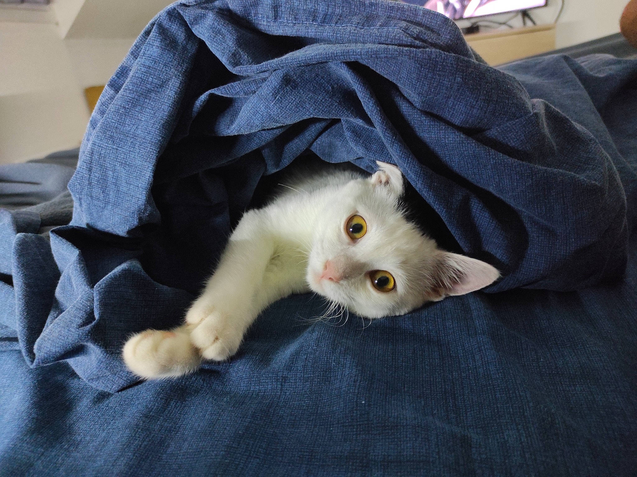 Sparow a rejoint le concours — aidez-le/la à gagner de superbes lots ! blanket, carnivore, cat, claw, comfort, domestic_short_haired_cat, fawn, felidae, fur, grey, linens, paw, sleeve, small_to_medium_sized_cats, stuffed_toy, tail, whiskers