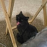 black_cat, cat, carpet, wooden_furniture, indoor, pet, animal, mouth_open, furniture_legs, books, carpeted_floor, domestic, cute, tongue_out, living_room, household, feline, playful, fur, resting