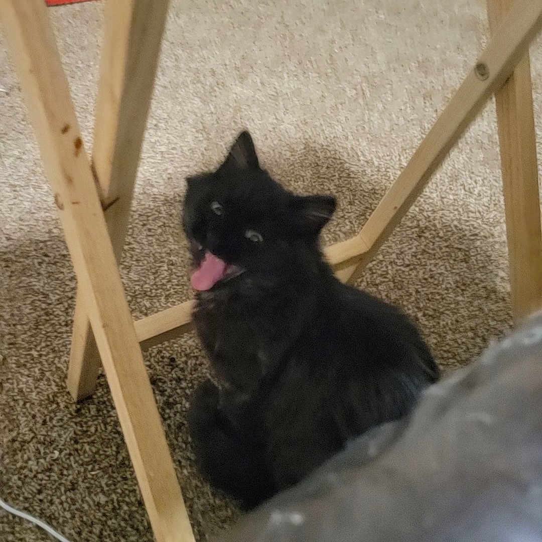Vex