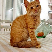 Caramel a rejoint le concours — aidez-le/la à gagner de superbes lots ! animal, cat, cozy, cute, domestic, ears, fruit, furniture, glass_bowl, indoor, kitten, orange, orange_tabby, pet, sitting, striped_tablecloth, table, whiskers, window, young_cat