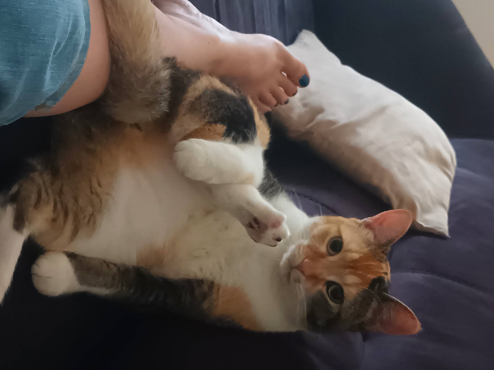 Spirit a rejoint le concours — aidez-le/la à gagner de superbes lots ! canidae, carnivore, cat, comfort, companion_dog, dog_breed, domestic_short_haired_cat, ear, eye, fawn, felidae, fur, gesture, hand, paw, small_to_medium_sized_cats, snout, sporting_group, tail, whiskers