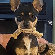 Dolly joined the competition — help win amazing prizes! dog, pet, milk_bone, treat, small_dog, black_and_tan, ears, couch, indoor, animal, cute, sitting, looking_at_camera, face, fur, canine, companion, home, domestic, toy