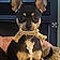 Dolly