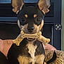 dog, pet, milk_bone, treat, small_dog, black_and_tan, ears, couch, indoor, animal, cute, sitting, looking_at_camera, face, fur, canine, companion, home, domestic, toy