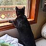 cat, black_cat, window, wooden_frame, bed, blanket, indoor, pet, animal, feline, curious, looking_out, cozy, soft_light, fur, collar, resting, quiet, home, domestic