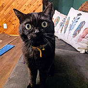 Pumba joined the competition — help win amazing prizes! asian, black, black_cat, bombay, carnivore, cat, domestic_short_haired_cat, european_shorthair, eye, felidae, fur, kitten, korat, mammal, small_to_medium_sized_cats, snapshot, snout, tail, whiskers