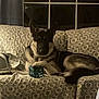 animal, blue_object, canine, couch, cozy, dim_light, dog, domestic_animal, furniture, german_shepherd, home, indoor, living_room, night, patterned_fabric, paw, pet, relaxed, resting, window