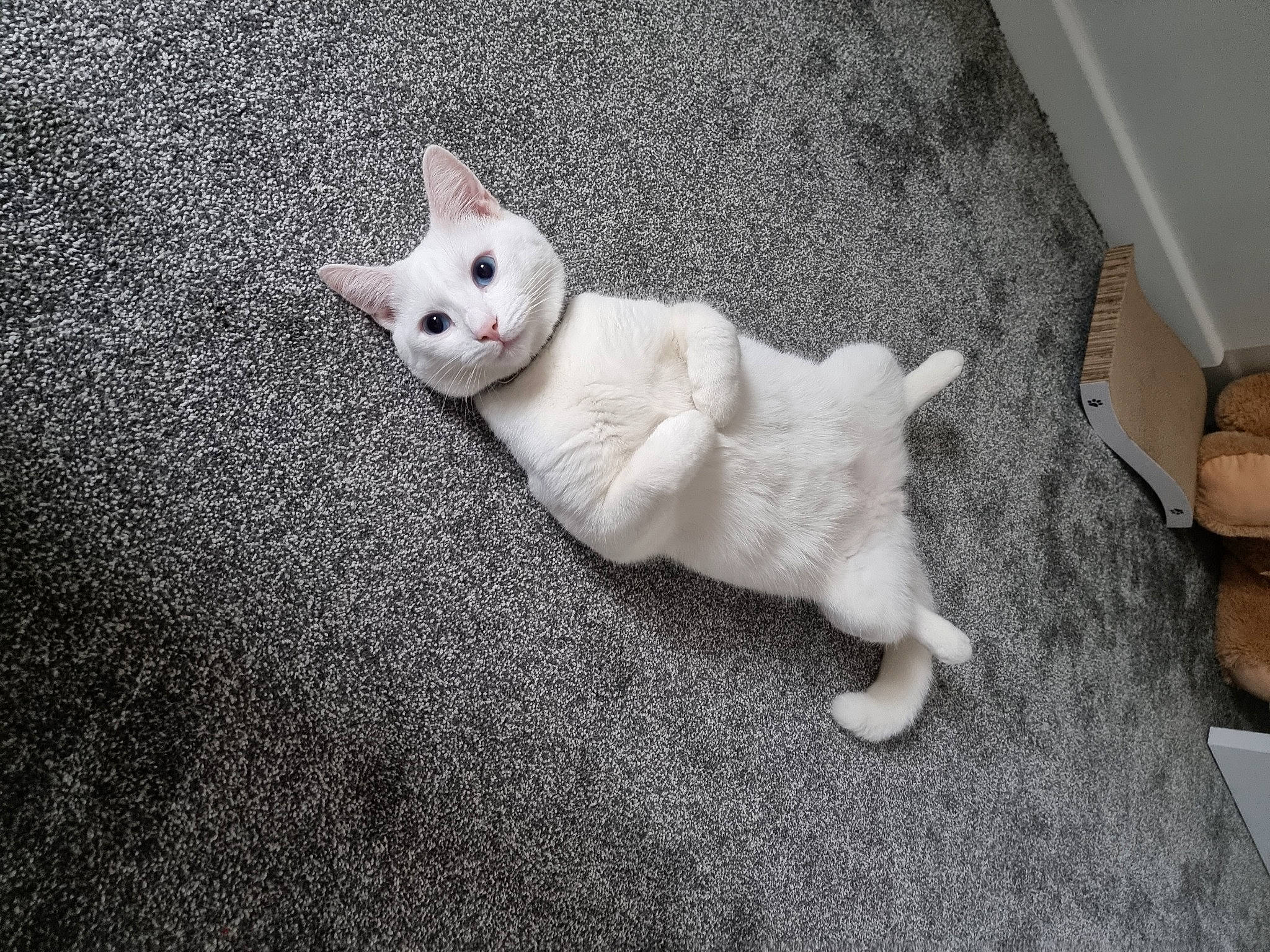 Monty is registered to the contest to win money with this photo: canidae, carnivore, cat, claw, comfort, domestic_short_haired_cat, eye, fawn, felidae, flooring, fur, pattern, paw, sitting, small_to_medium_sized_cats, snout, tail, whiskers, wood