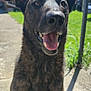 animal, brindle_coat, building, canine, closeup, daylight, dog, ears_up, friendly, grass, happy, mammal, outdoor, pet, shadow, sidewalk, sitting, smiling, sunny, tongue_out