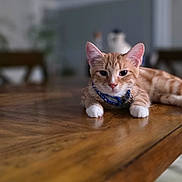 Churro is registered to the contest to win money with this photo: cat, orange_tabby, white_paws, blue_collar, table, wooden_table, indoor, blurred_background, domestic_cat, pet, feline, relaxed, curious, close_up, animal, household, fur, whiskers, ears, floor