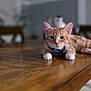 cat, orange_tabby, white_paws, blue_collar, table, wooden_table, indoor, blurred_background, domestic_cat, pet, feline, relaxed, curious, close_up, animal, household, fur, whiskers, ears, floor