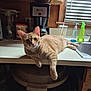 cat, orange_tabby, kitchen, counter, coffee_maker, window, blinds, sink, cleaning_spray, hand_soap, plastic_cup, wooden_cabinet, relaxed, pet, domestic_animal, fur, whiskers, curious_eyes, indoor, household