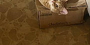 Bacon is registered to the contest to win money with this photo: cat, orange_tabby, cardboard_box, floor, stone_floor, indoor, pet, animal, feline, resting, curious, wide_eyes, whiskers, ears, pink_nose, relaxed, home, comfort, cute, looking_up