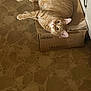 Bacon is registered to the contest to win money with this photo: cat, orange_tabby, cardboard_box, floor, stone_floor, indoor, pet, animal, feline, resting, curious, wide_eyes, whiskers, ears, pink_nose, relaxed, home, comfort, cute, looking_up
