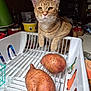 cat, orange_tabby, sweet_potatoes, dish_rack, kitchen, container, indoor, pet, curious, orange, white, tabletop, vegetables, domestic, closeup, food, feline, whiskers, ears, paws