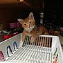 Bacon joined the competition — help win amazing prizes! cat, orange_tabby, dish_rack, kitchen, countertop, pet, indoor, feline, curious, relaxed, whiskers, ears, plastic, household_items, background, container, domestic_animal, looking_at_camera, resting, mammal