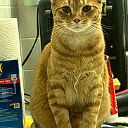 Bacon joined the competition — help win amazing prizes! cat, ginger_cat, tabby, sitting, indoor, kitchen, counter, household_items, paper_towel, box, tube, curious, pet, feline, whiskers, ears, fur, orange, domestic_animal, close_up