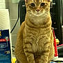 cat, ginger_cat, tabby, sitting, indoor, kitchen, counter, household_items, paper_towel, box, tube, curious, pet, feline, whiskers, ears, fur, orange, domestic_animal, close_up