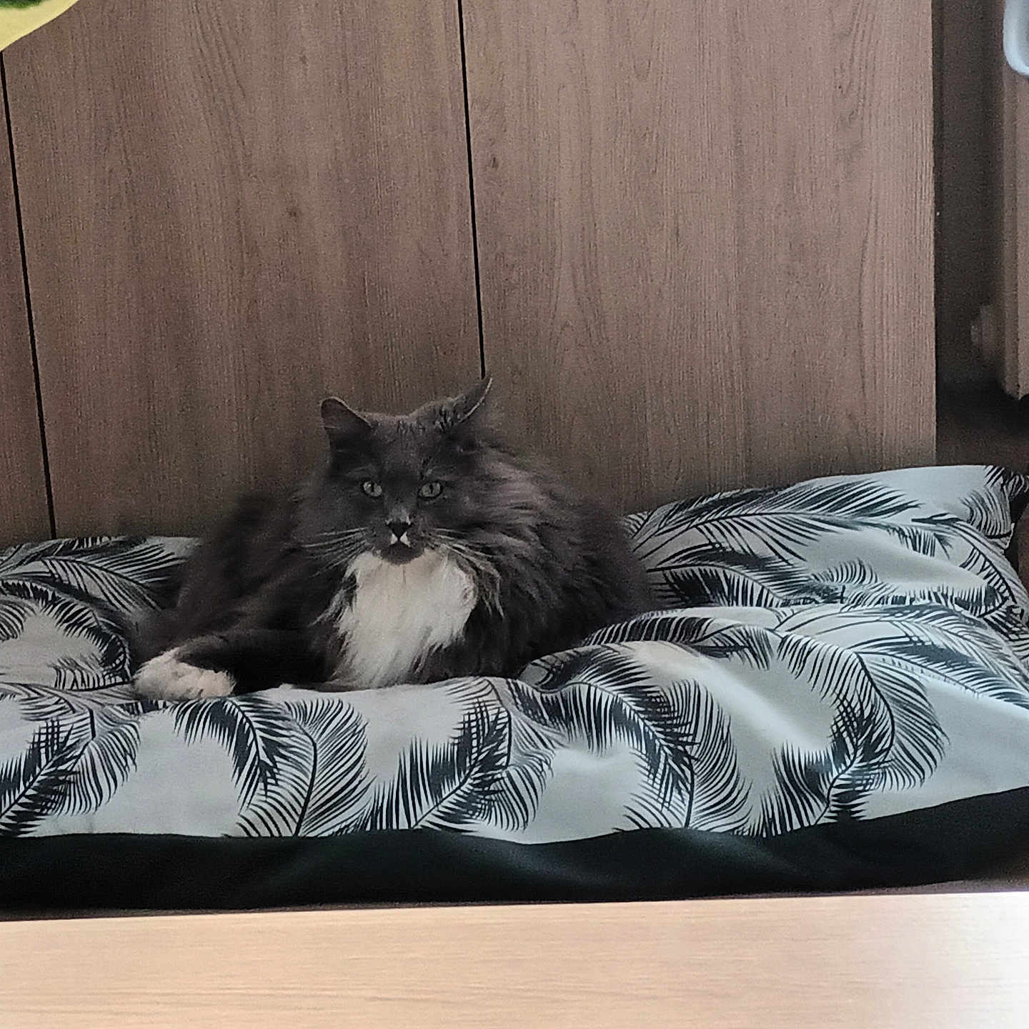 Skye participe au concours pour gagner de l'argent avec cette photo : animal, bed, canine, cat, chair, couch, cushion, dog, dogbed, furniture, hardwood, homedecor, indoors, interiordesign, kitten, manx, pet, wood