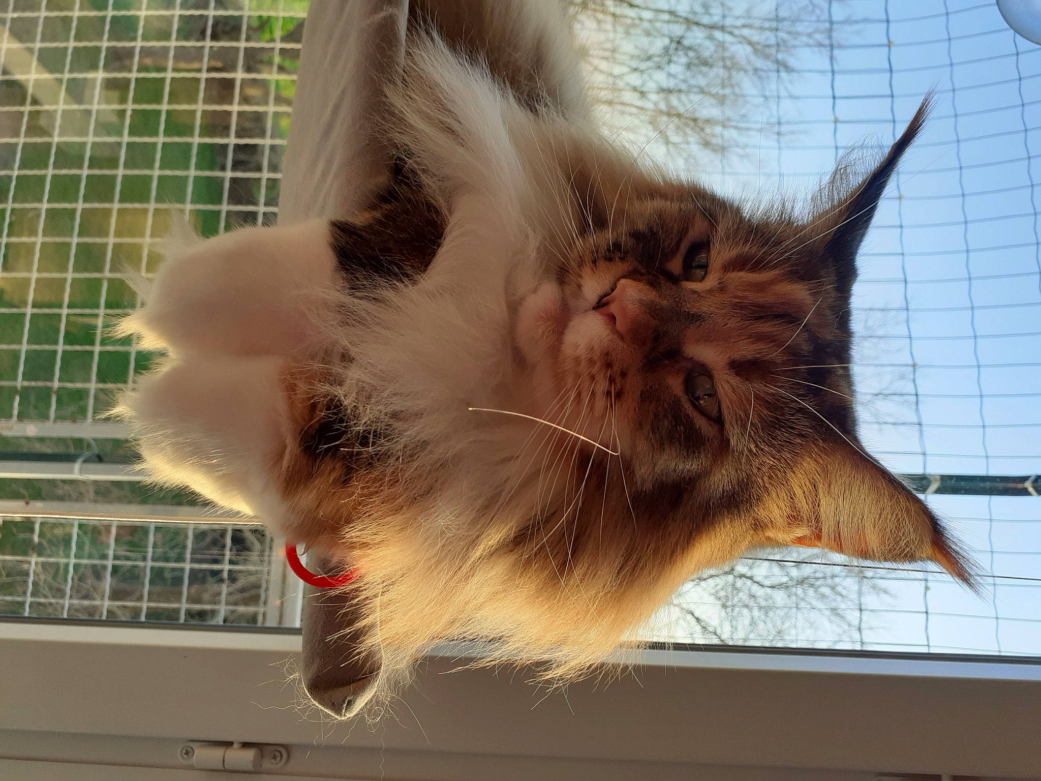 Loona participe au concours pour gagner de l'argent avec cette photo : animal_shelter, beard, carnivore, cat, claw, domestic_short_haired_cat, fawn, felidae, fur, mammal, mesh, organism, paw, small_to_medium_sized_cats, snout, tail, terrestrial_animal, vertebrate, whiskers, window