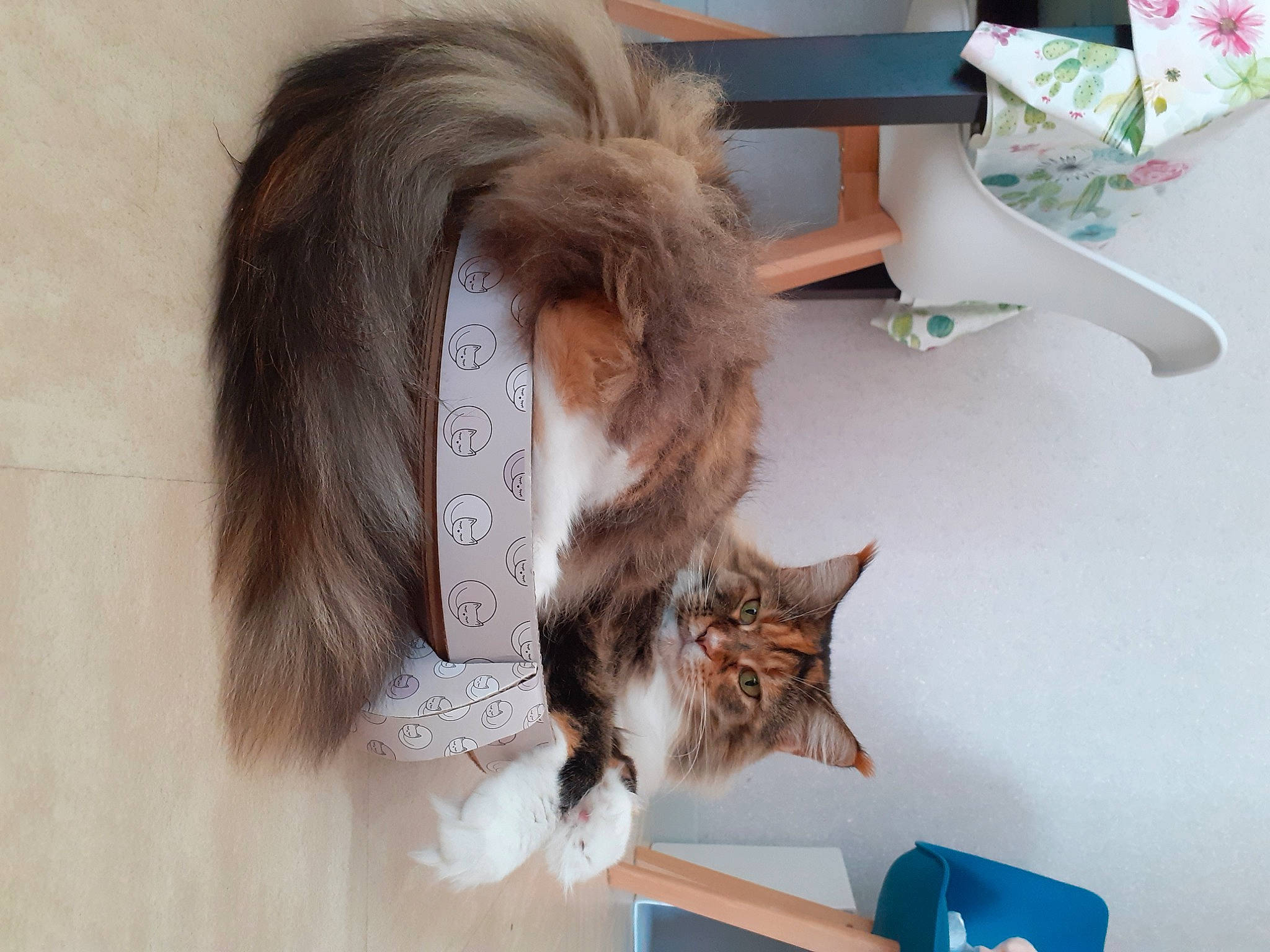 Loona participe au concours pour gagner de l'argent avec cette photo : carnivore, cat, collar, domestic_short_haired_cat, felidae, flooring, fur, hardwood, natural_material, plant, room, small_to_medium_sized_cats, tail, whiskers, wood