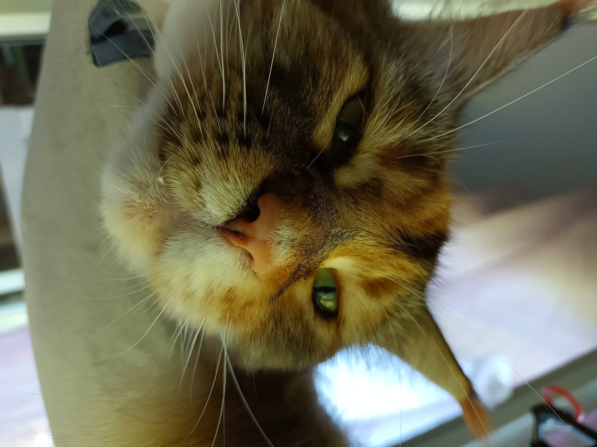 Loona a rejoint le concours — aidez-le/la à gagner de superbes lots ! carnivore, cat, claw, comfort, domestic_short_haired_cat, ear, fawn, felidae, fur, paw, small_to_medium_sized_cats, snout, whiskers