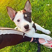 Lightning joined the competition — help win amazing prizes! animal, black_and_white, closeup, cute, dog, ears, footwear, grass, lace, leg, leggings, nature, outdoor, paw, person, pet, playful, puppy, summer, sunlight