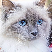 Justy a rejoint le concours — aidez-le/la à gagner de superbes lots ! cat, blue_eyes, fluffy, close_up, pet, animal, whiskers, ears, fur, portrait, cute, domestic_cat, mammal, face, looking_away, soft_texture, natural_light, outdoor, calm, beautiful
