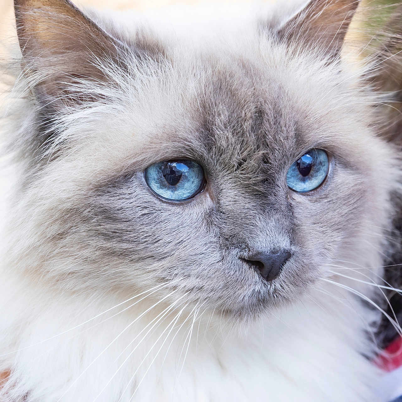 Justy a rejoint le concours — aidez-le/la à gagner de superbes lots ! animal, beautiful, blue_eyes, calm, cat, close_up, cute, domestic_cat, ears, face, fluffy, fur, looking_away, mammal, natural_light, outdoor, pet, portrait, soft_texture, whiskers