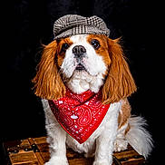 Perro a rejoint le concours — aidez-le/la à gagner de superbes lots ! dog, bandana, hat, wooden_chest, portrait, studio, brown, white, pet, canine, fur, cute, fashion, accessory, sitting, looking, ears, nose, eyes, black_background