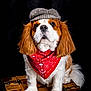 dog, bandana, hat, wooden_chest, portrait, studio, brown, white, pet, canine, fur, cute, fashion, accessory, sitting, looking, ears, nose, eyes, black_background