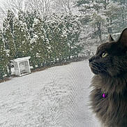 Storm joined the competition — help win amazing prizes! animal, cat, collar, evergreen, fluffy, gray_cat, indoor, looking_out, mesh_screen, nature, outdoor, peaceful, pet, purple_bell, quiet, side_profile, snow, trees, window, winter