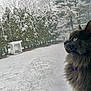 animal, cat, collar, evergreen, fluffy, gray_cat, indoor, looking_out, mesh_screen, nature, outdoor, peaceful, pet, purple_bell, quiet, side_profile, snow, trees, window, winter