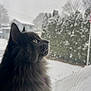 Storm joined the competition — help win amazing prizes! calm, cat, daylight, domestic_animal, feline, flagpole, fluffy, gray_cat, indoor, looking_out, nature, outdoor, pet, profile, screen, side_view, snow, trees, window, winter