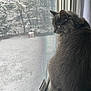 Storm joined the competition — help win amazing prizes! animal, cat, cozy, curious, daylight, feline, fluffy, fur, gray_cat, indoor, looking_outside, mesh_screen, pet, quiet, side_view, snow, snowy_yard, still_life, window, windowsill