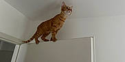 Aïka a rejoint le concours — aidez-le/la à gagner de superbes lots ! cat, orange_tabby, door, indoor, animal, pet, feline, curious, balancing, white_wall, house, room, domestic_animal, tabby, standing, claws, paw, tail, looking_up, edge