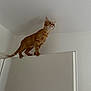 cat, orange_tabby, door, indoor, animal, pet, feline, curious, balancing, white_wall, house, room, domestic_animal, tabby, standing, claws, paw, tail, looking_up, edge
