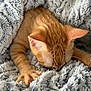 cat, ginger_cat, pet, animal, sleeping, cozy, blanket, soft_texture, furry, paw, close_up, indoor, relaxing, cute, feline, warm, resting, comfort, fluffy, nap