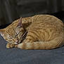 cat, orange_tabby, sleeping, curled_up, fur, whiskers, paw, tail, indoor, resting, pet, animal, cozy, soft_surface, closeup, quiet, peaceful, domestic_cat, mammal, feline