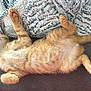 kitten, cat, sleeping, orange_tabby, fluffy, pet, cozy, blanket, feline, cute, relaxed, indoor, paw, tail, couch, soft, nap, fur, resting, comfort