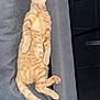 cat, ginger_cat, tabby, pet, animal, feline, relaxed, sleeping, couch, gray_couch, indoor, fur, whiskers, tail, paw, cute, resting, domestic_animal, side_view, cozy